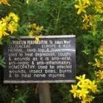 Hypericum (from Chelsea Physic Garden) 